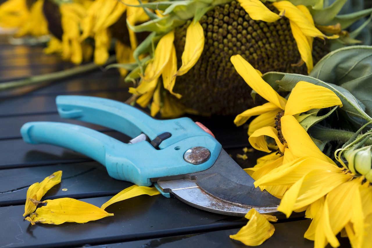gardening scissors
