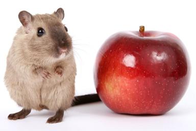 rat and apple