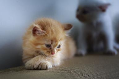 sad kitten