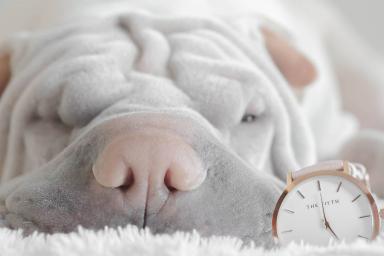 a puppy with clock